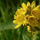 The Living Forest (19) : Yellow loosestrife