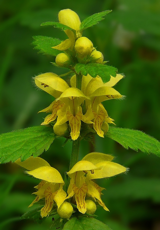 The Living Forest (191) : Yellow Archangel