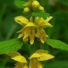 The Living Forest (191) : Yellow Archangel