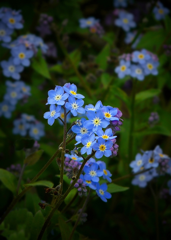 The Living Forest (192) : Forget-Me-Not