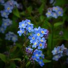 The Living Forest (192) : Forget-Me-Not