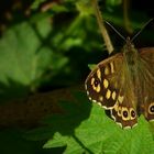 The Living Forest (193) : Speckled Wood