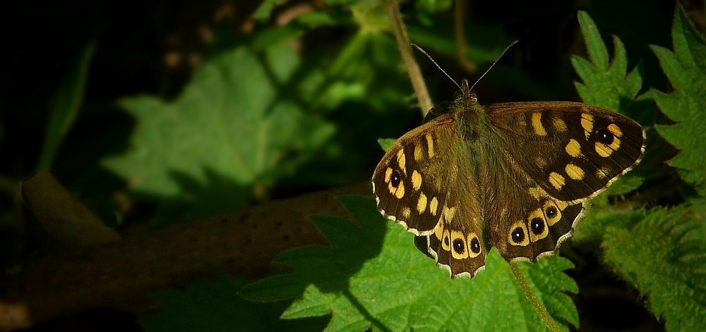 The Living Forest (193) : Speckled Wood
