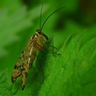The Living Forest (194) : Common Scorpionfly (female)