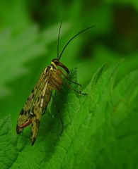 The Living Forest (194) : Common Scorpionfly (female)