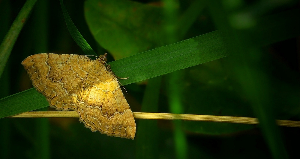 The Living Forest (196) : Yellow Shell