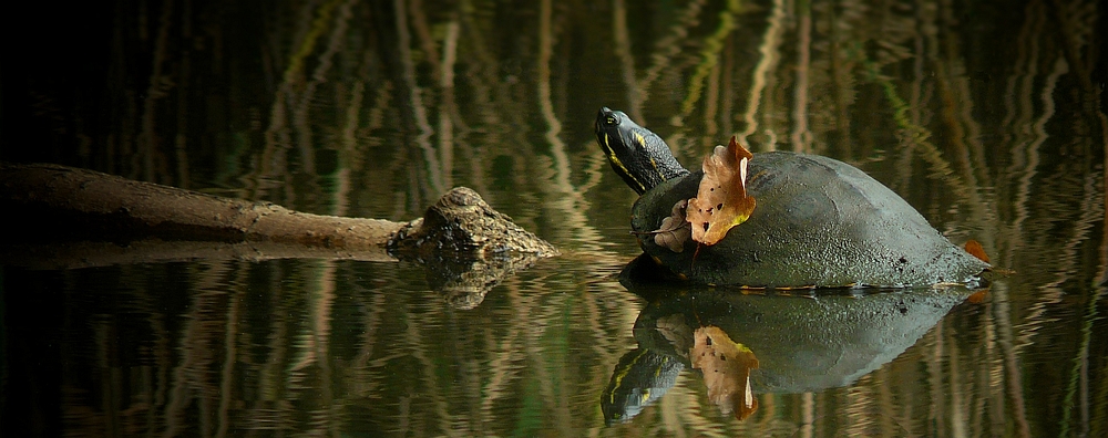 The Living Forest (197) : Cumberland Slider