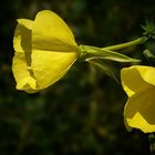 The Living Forest (198) : Evening Primrose