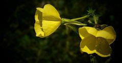 The Living Forest (198) : Evening Primrose