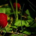 The Living Forest (199) : Indian Strawberry