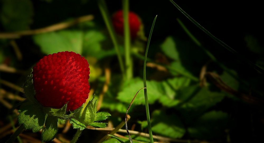 The Living Forest (199) : Indian Strawberry