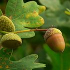 The Living Forest (20) : Acorns