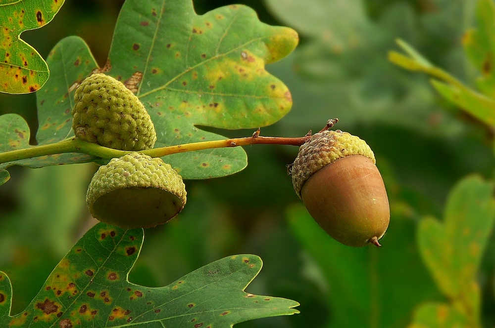 The Living Forest (20) : Acorns