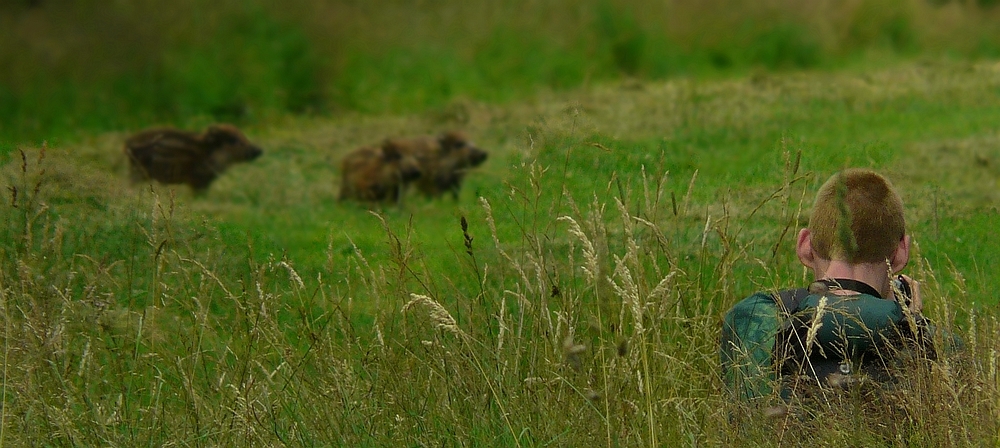 The Living Forest (200) : Hunting for Wild Boars