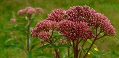 The Living Forest (202) : Orpine