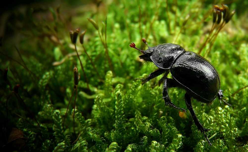 The Living Forest (203) : Dung Beetle