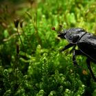 The Living Forest (203) : Dung Beetle