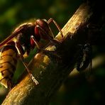 The Living Forest (204) : European Hornet (1)