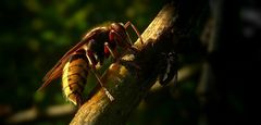 The Living Forest (204) : European Hornet (1)