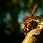 The Living Forest (205) : European Hornet (2)