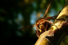 The Living Forest (205) : European Hornet (2)