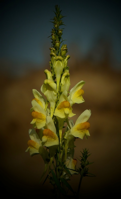 The Living Forest (207) : Toadflax