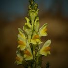 The Living Forest (207) : Toadflax