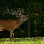 The Living Forest (209) : Red Deer