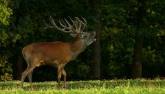 The Living Forest (209) : Red Deer