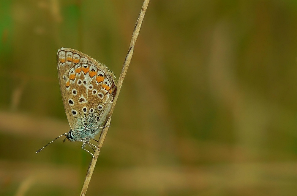 The Living Forest (21) : Common blue butterfly