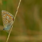 The Living Forest (21) : Common blue butterfly