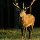 The Living Forest (210) : Red Deer