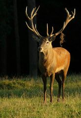 The Living Forest (210) : Red Deer