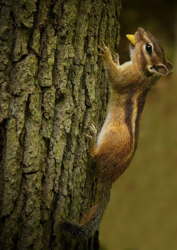 The Living Forest (211) : Siberian Chipmunk