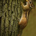 The Living Forest (211) : Siberian Chipmunk