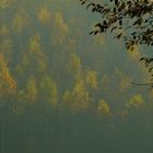 The living Forest (214) : Autumn Fog