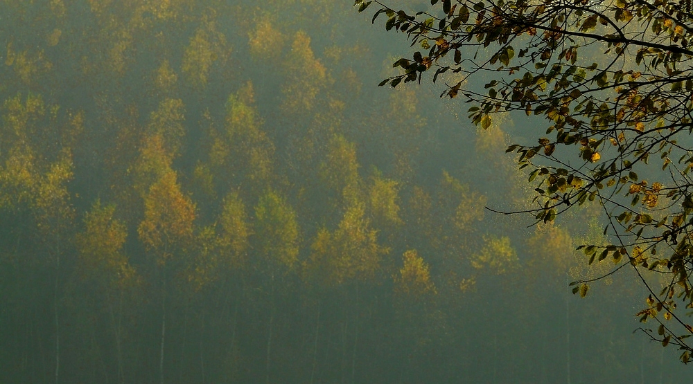 The living Forest (214) : Autumn Fog