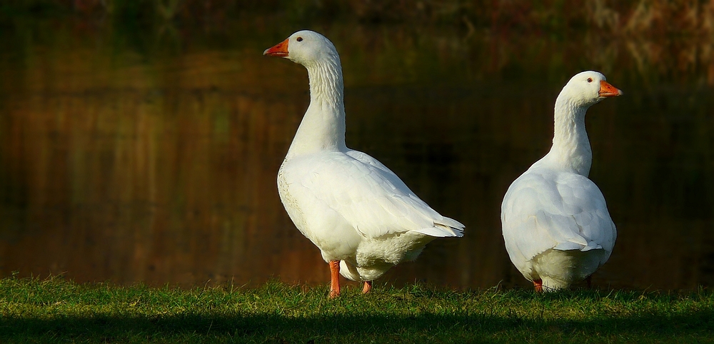 The Living Forest (218) : Domestic Geese