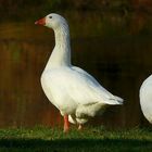 The Living Forest (218) : Domestic Geese