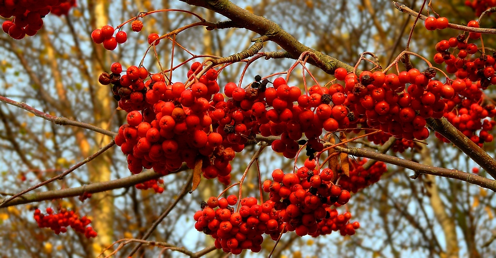 The Living Forest (219) : Rowan photo & image | nature, vogelbeere ...