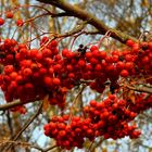 The Living Forest (219) : Rowan