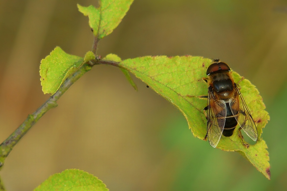 The Living Forest (22) : Drone fly