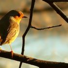 The Living Forest (220) : Robin
