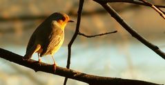 The Living Forest (220) : Robin