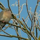 The Living Forest (221) : Wood Pigeon