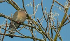 The Living Forest (221) : Wood Pigeon