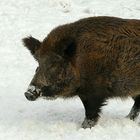 The Living Forest (222) : Wild Boar