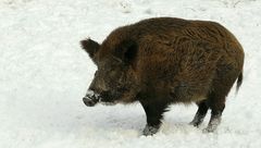 The Living Forest (222) : Wild Boar