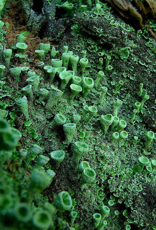 The Living Forest (223) : Trumpet Lichen