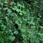 The Living Forest (223) : Trumpet Lichen